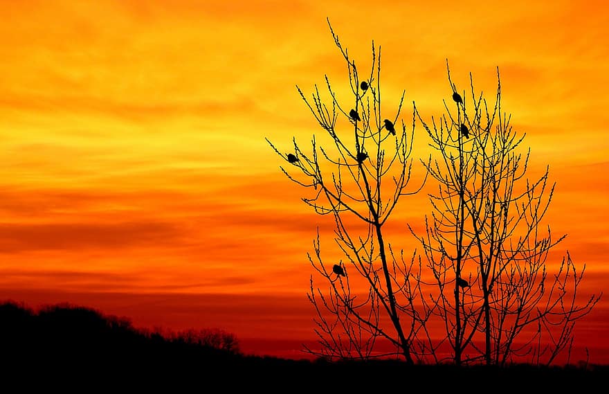 aves, rebaño, árbol estéril, puesta de sol, oscuridad, silueta, noche, naturaleza
