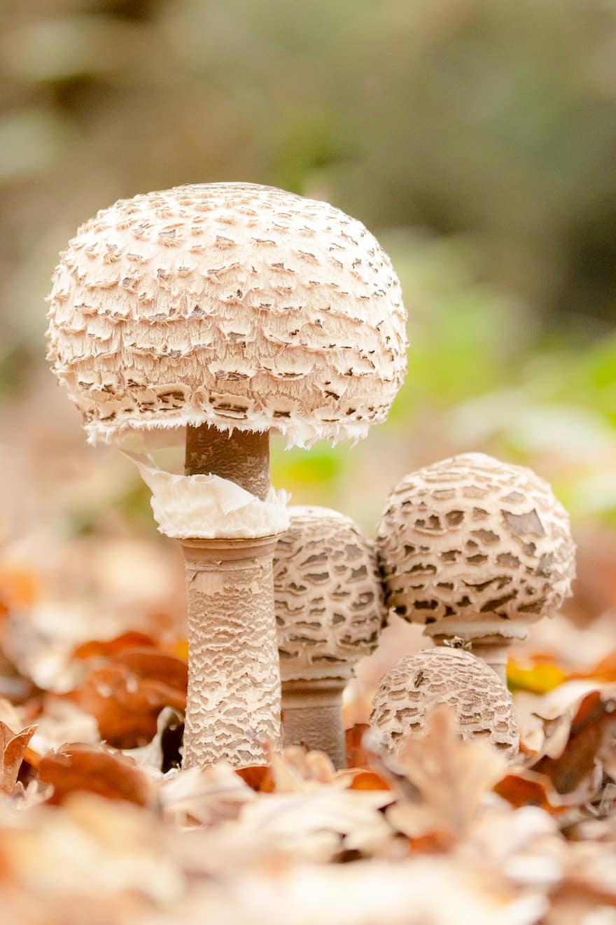 cogumelos, cogumelos selvagens, esporo, esponja, fungos, espécies de fungos, Espécies de Cogumelo, micologia, chão da floresta