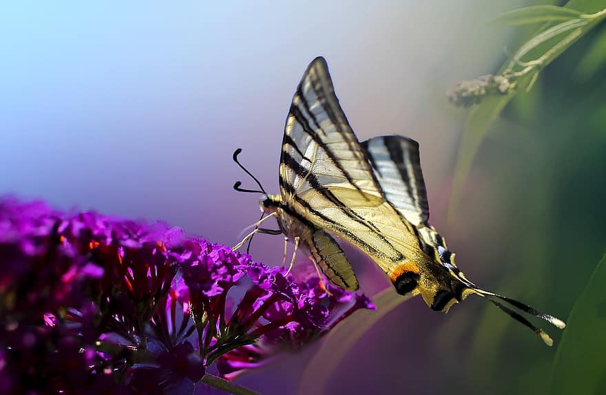 drugelis, vabzdys, sparnai, antenos, petiole, gėlė, Budlei, sodas