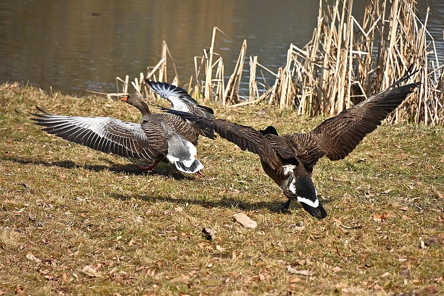 Geese, Bank, Lake, Canada Goose, Greylag Goose, Birds, Waterfowls, Water Birds, Aquatic Birds, Wild Geese, Animals