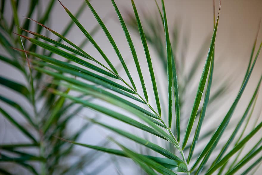 palm, leaves, leaf, green, abstract, background, natural, pattern, plant, nature, detail