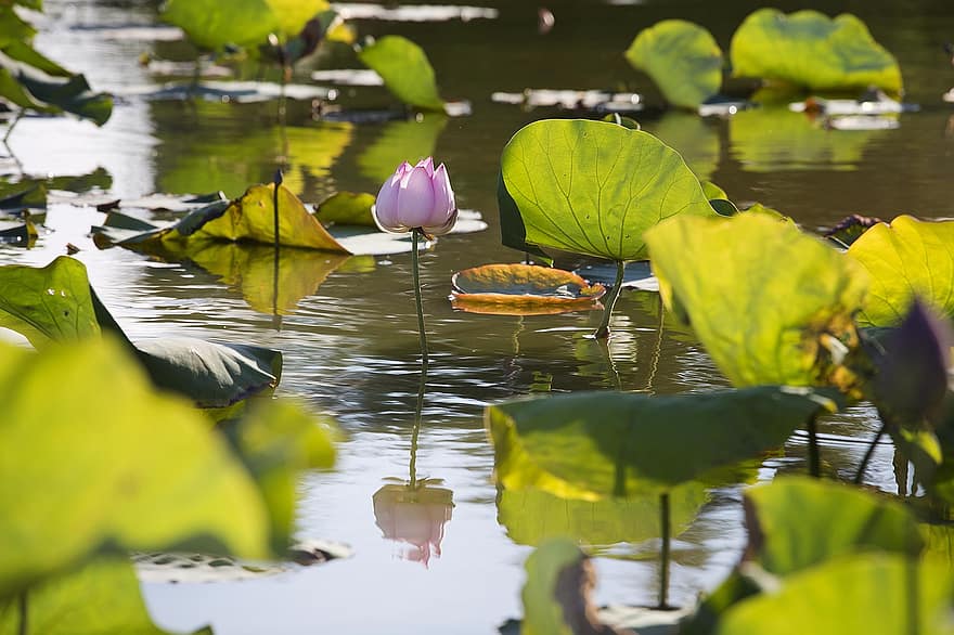 Lotus, Wasserlilie, Wasserpflanzen, Sommer-, Wasser, Blume
