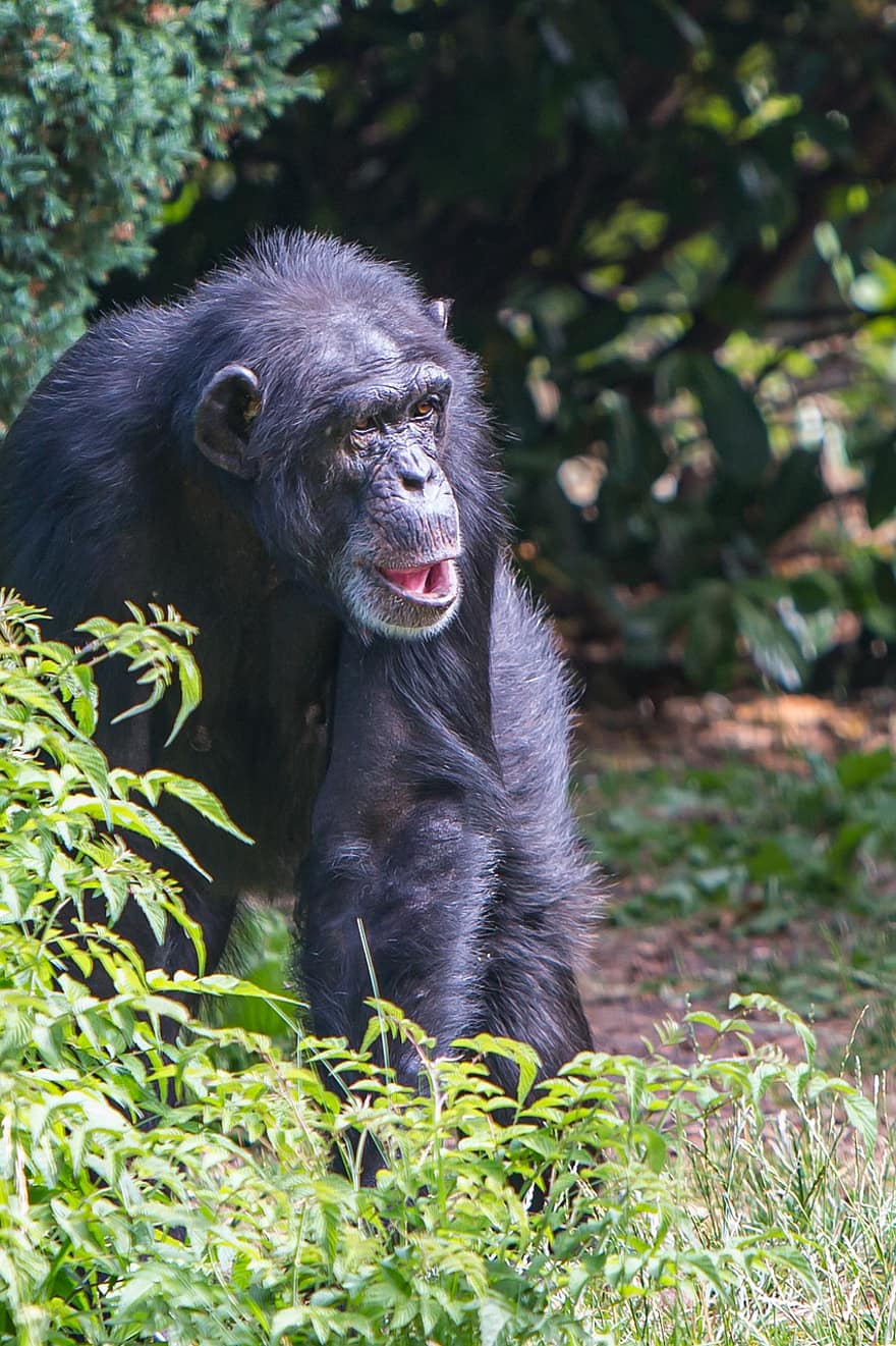 zoo de chester, chimpancé, chimpance, primate, mamífero, animales en la naturaleza, mono, especie en peligro, bosque tropical, bosque, África