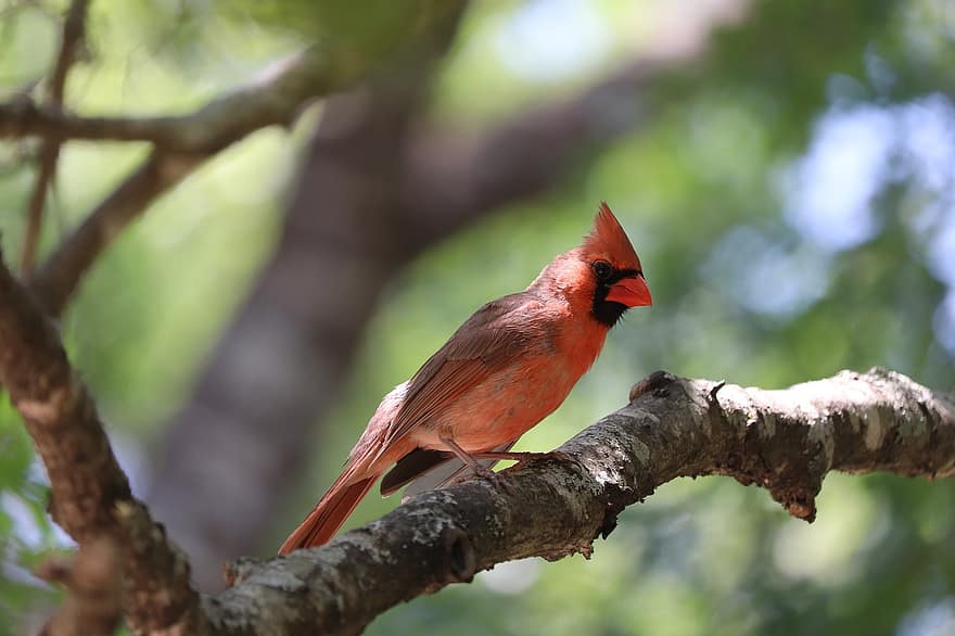 птица, кардинал, червена птица, дивата природа, птичи, орнитология, кацнал, животно, природа, дървета, перушина