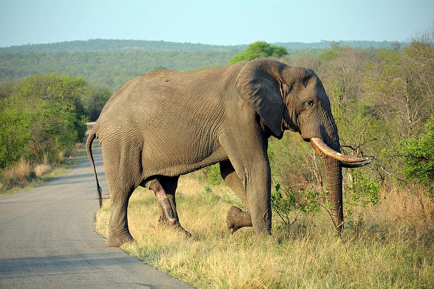 slon, Krugerův park, Jižní Afrika, Příroda, volně žijících živočichů, velká velikost