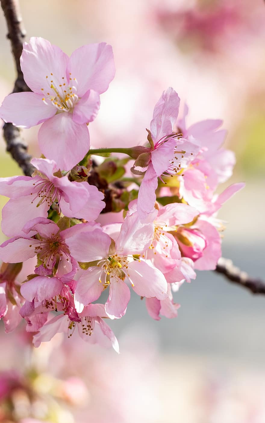 Třešňový květ, květiny, větev, růžové květy, okvětní lístky, květ, sakura, jaro, strom, přírodní, Příroda