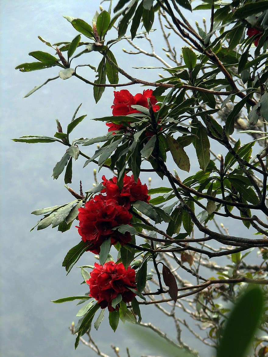 Rododendron Sa Pa, sa pa, blad, fabriek, bloem, detailopname, zomer, bloemblad, bloemhoofd, bloesem, groene kleur