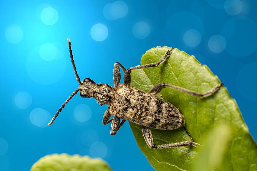 insekt, bille, entomologi, arter, makro, sort-plettet langhorn bille, skadedyr, leddyr, tæt på, blad, grøn farve