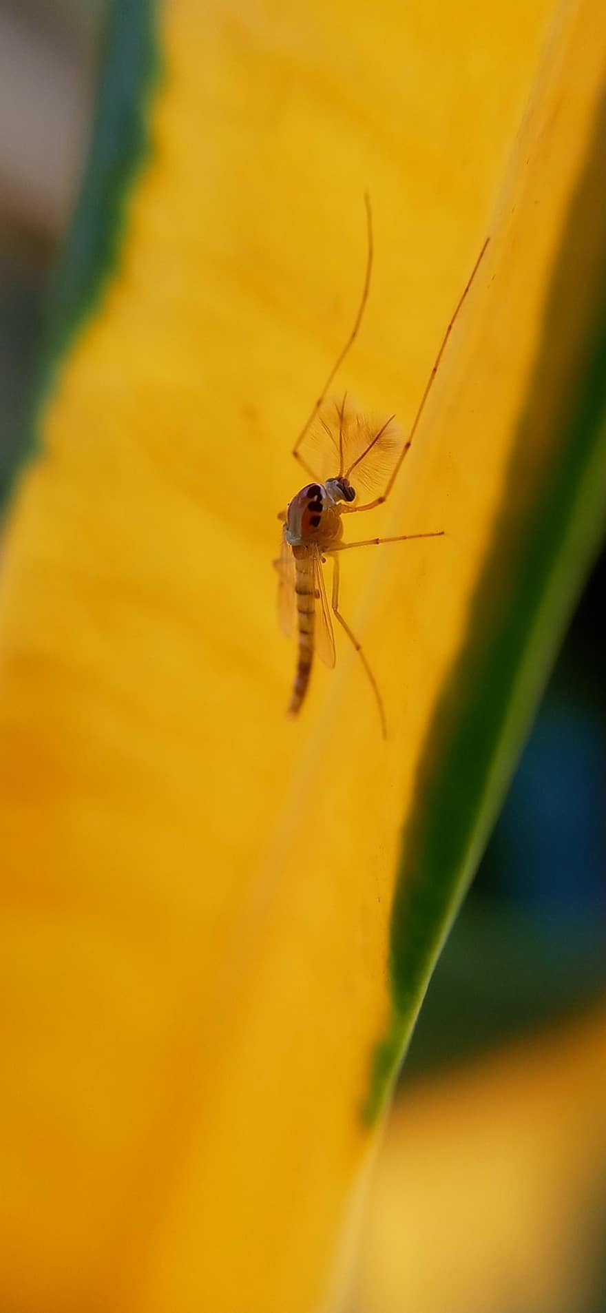 комаха, комар, ентомологія, макрос