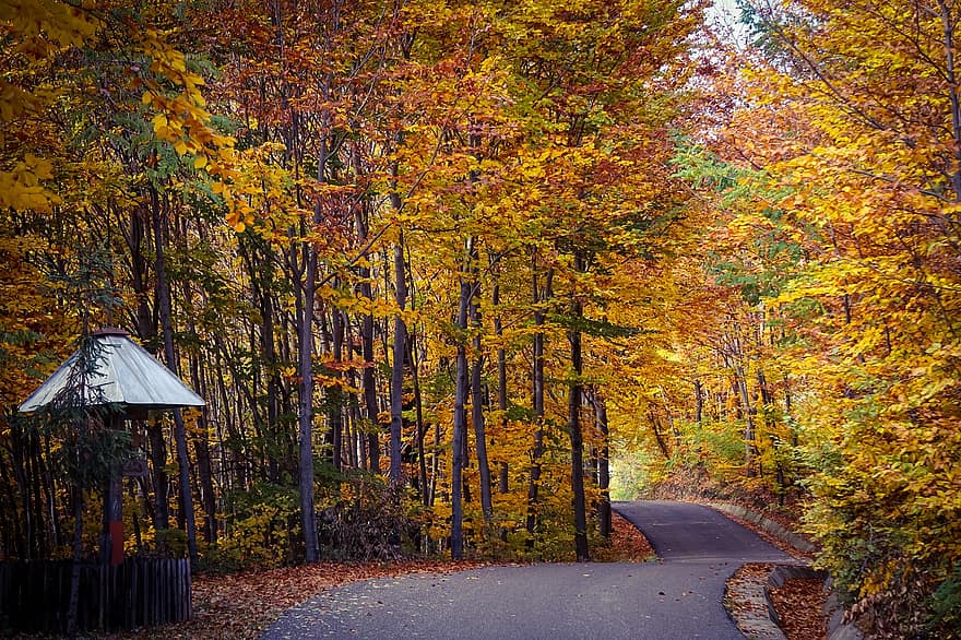 есен, път, дървета, околност, есенния сезон, природа, пейзаж, гора