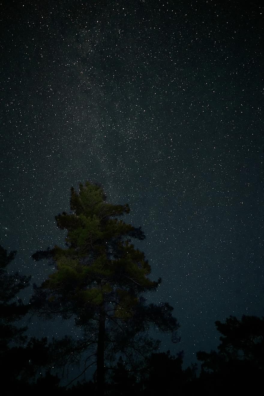 estrellas, espacio, noche, larga exposición, árbol