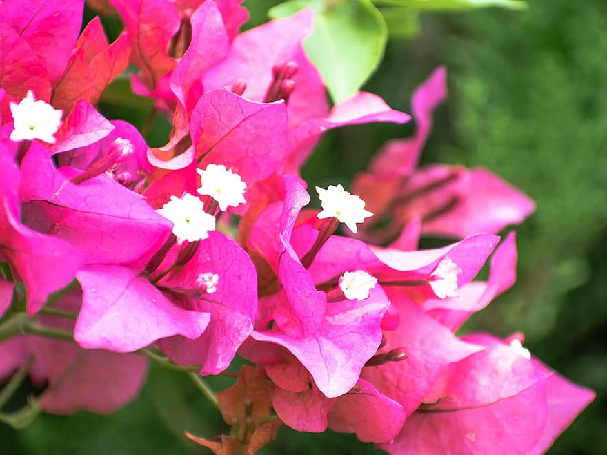 बोगनविल फूल, फूलों का गुच्छा, bougainvillea, फूल, प्रस्फुटन, खिलता, पौधों, गार्डन, फूलों, गुलाबी, पंखुड़ियों