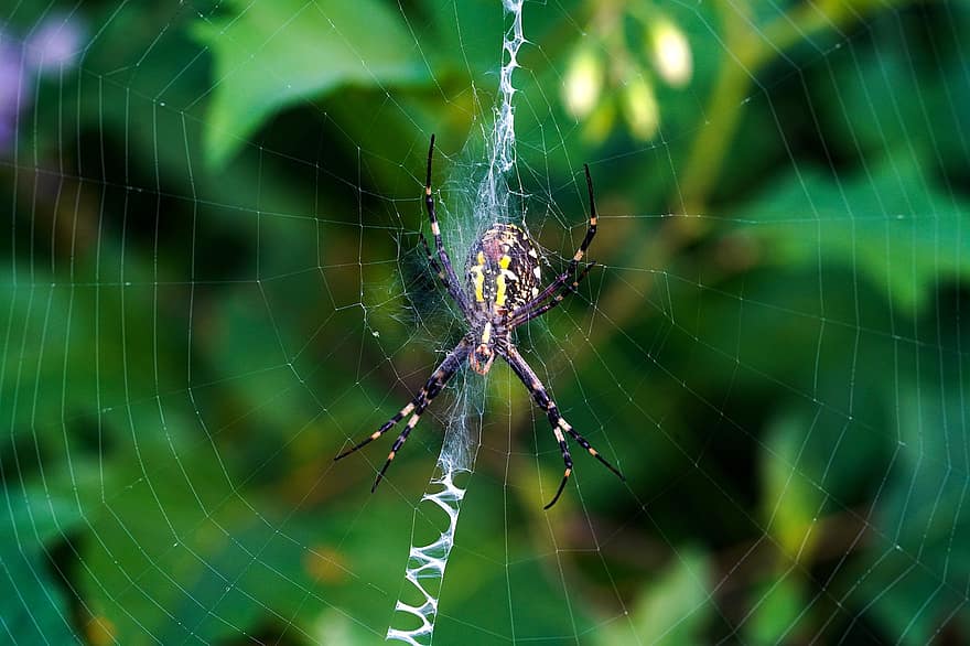 spin, spinachtige, spinnenweb, spinneweb, web, bol, wever, insect, kever, arachnophobia, natuur