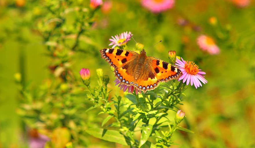 bunga, kupu-kupu, penyerbukan, taman, ilmu serangga, alam, berbunga