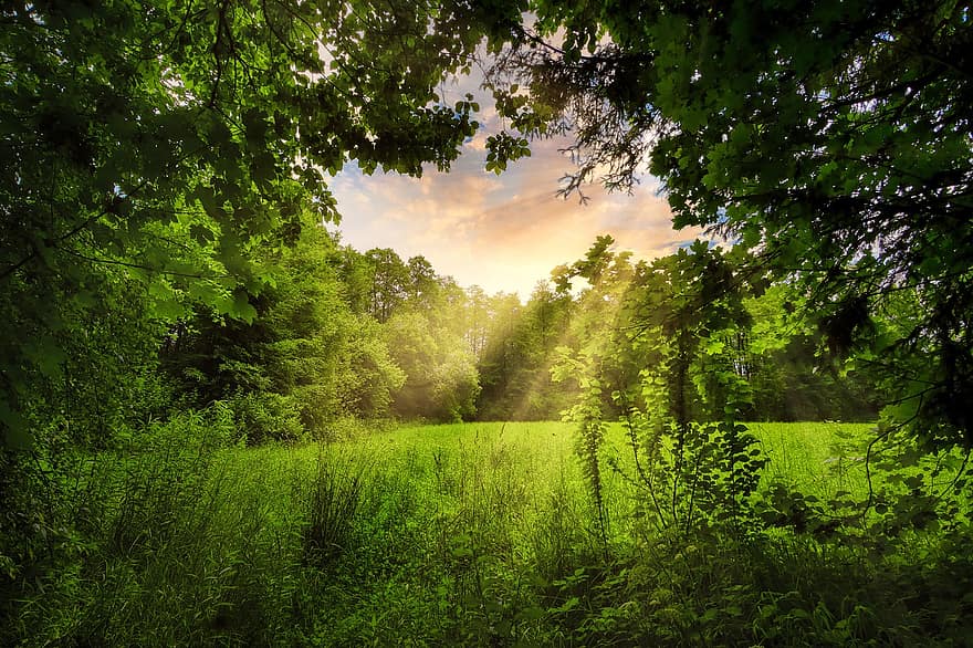 glänta, solstråle, gräs, äng, fält, skog, träd, landskap, humör, skogsglade, atmosfär