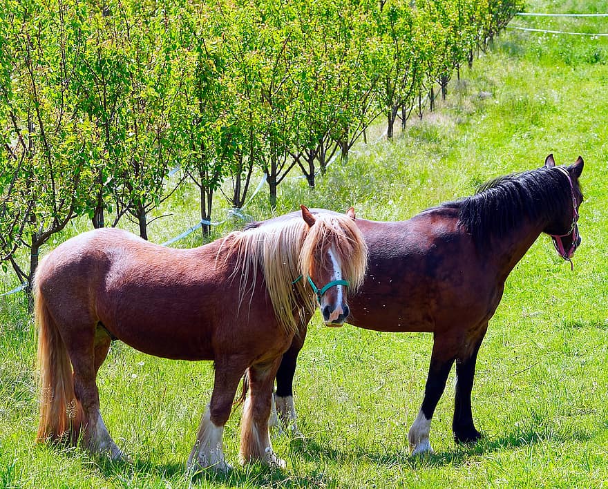 Horses, Animals, Pasture, Nature, horse, farm, rural scene, grass, meadow, stallion, mare