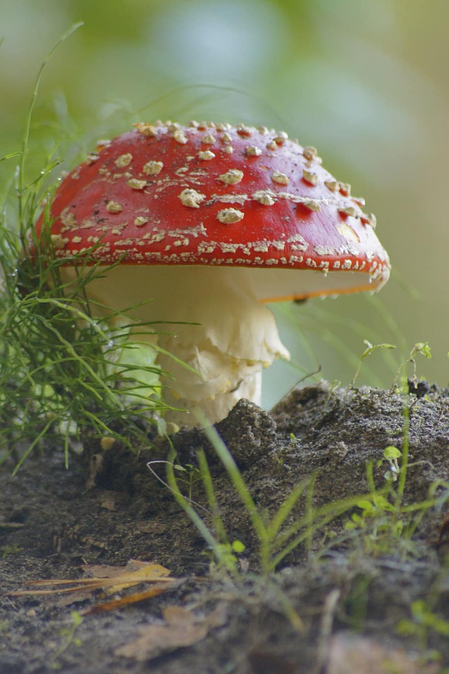 Mushroom, Plant, Toadstool, Mycology, Forest, Grass, Wild, fly agaric mushroom, close-up, poisonous, fungus