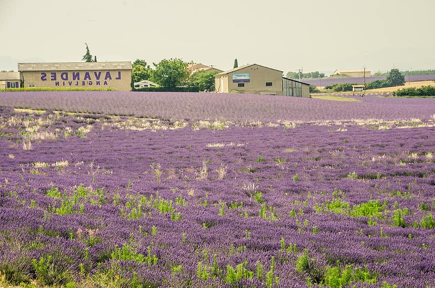 Lavendel, Blumen, Feld, Plantage, Bauernhof, blühen, Lavendelfeld, Blumenfeld, Gebäude, Landschaft, ländlich