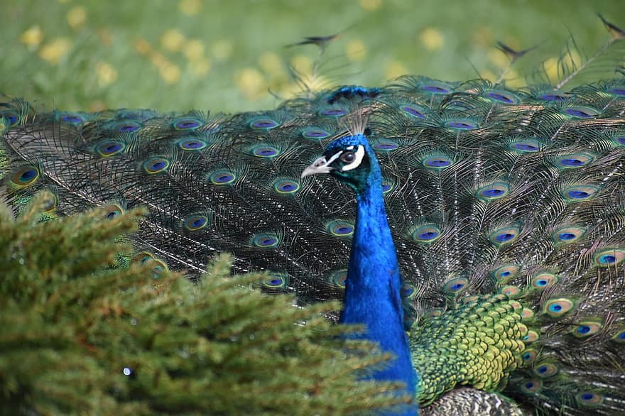 Bird, Peacock, Ornithology, Species, Fauna, Avian, Animal, Beak, Wildlife