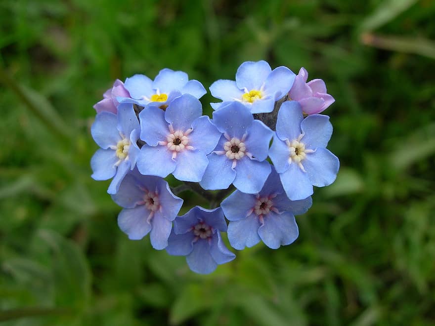 gėlės, žydi, botanika, žiedas, augalų, pobūdį, Flor Pirinaica, Flor Azul, pirineo, cerdanya