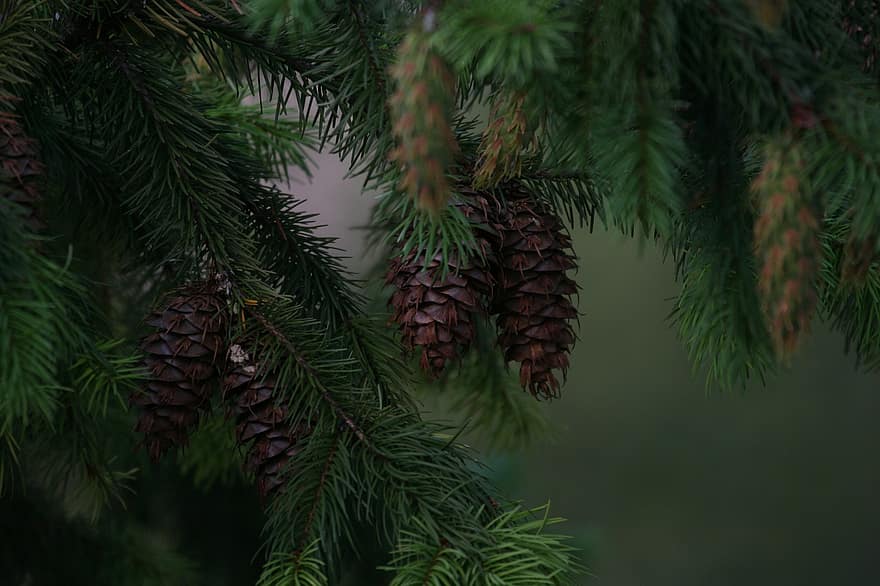 Tree, Spruce, Cones, Pine Cones, Pine Tree, Conifer, Coniferous, Fir, Plant, Fir Tree