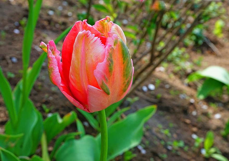 tulipan, blomst, natur, forår, have, blomstrende blomst