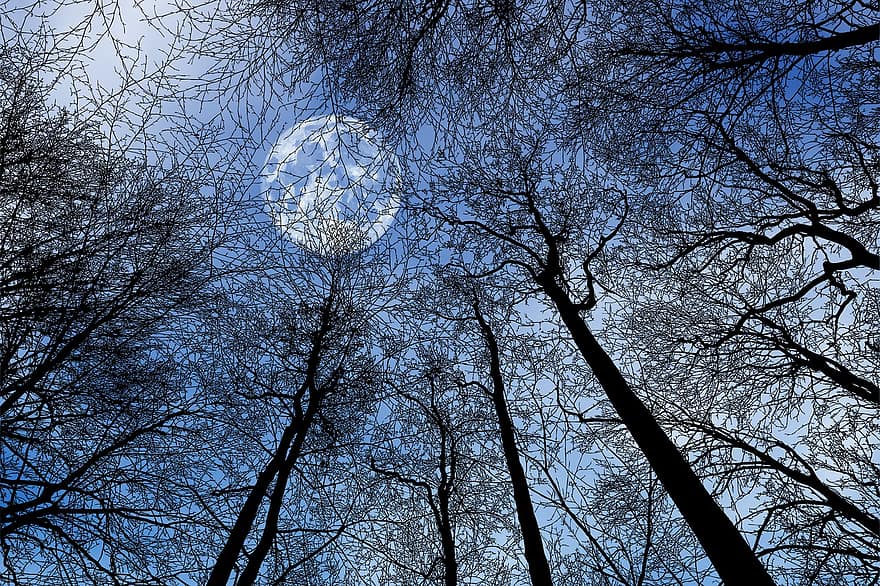 月、空、木、枝、シルエット、満月、月光、森の中、森林、自然