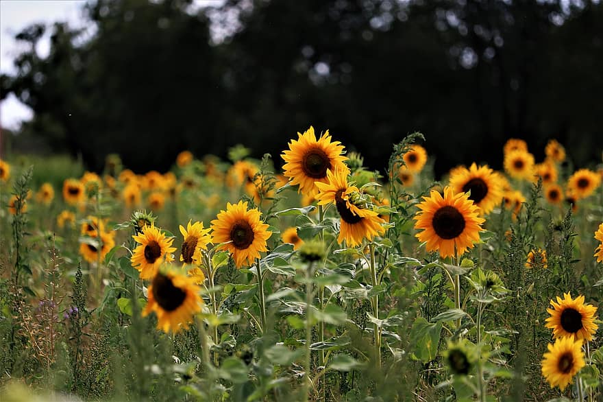 bunga matahari, bidang, kuning, bunga-bunga, pertanian, alam, bidang bunga matahari, sinar matahari, mekar, berkembang, pemandangan