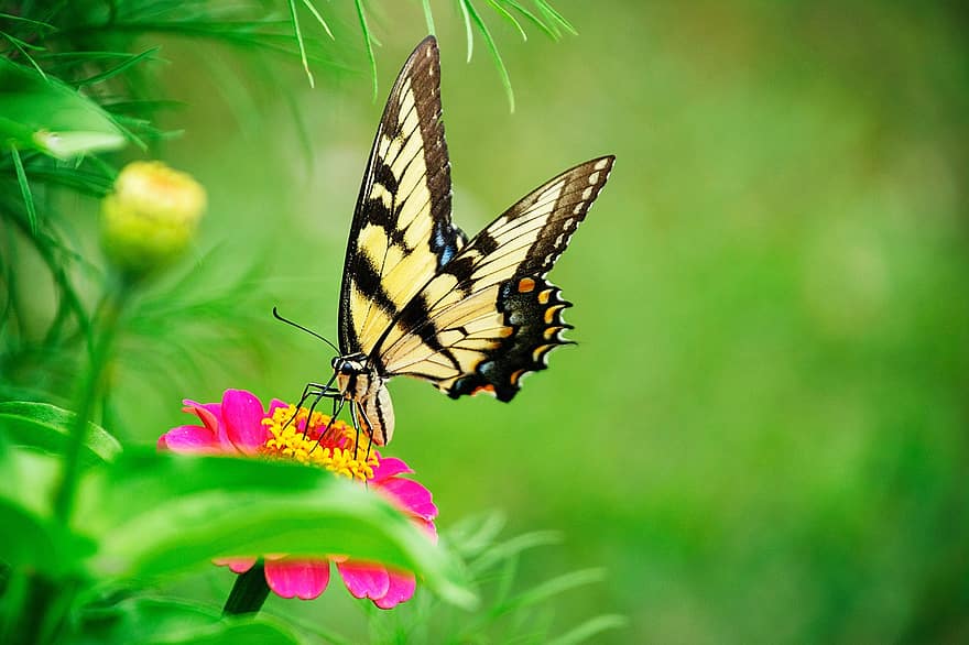 vlinder, zinnia, bestuiving, tuin-, natuur, multi gekleurd, detailopname, insect, groene kleur, zomer, bloem