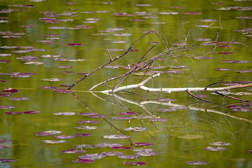 езерце, природа, водна лилия, лотос, вода