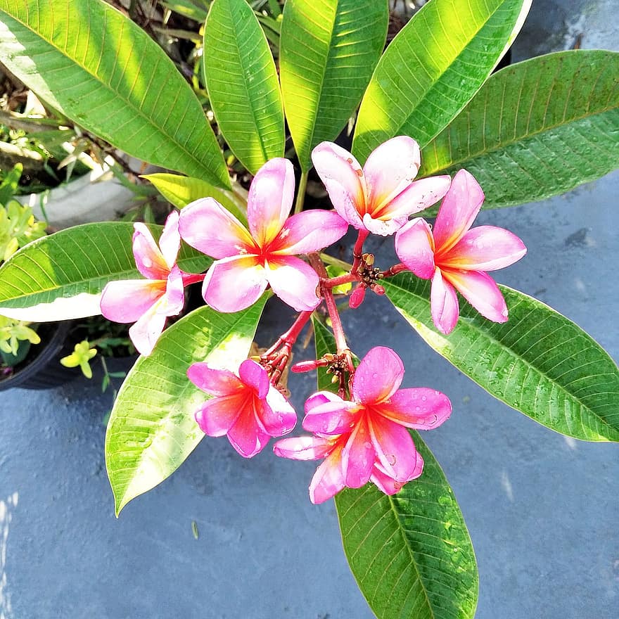 frangipani, λουλούδια, φυτό, plumeria, κόκκινο frangipani, πέταλα, μπουμπούκια, ανθίζω, φύλλα, κήπος, φύση