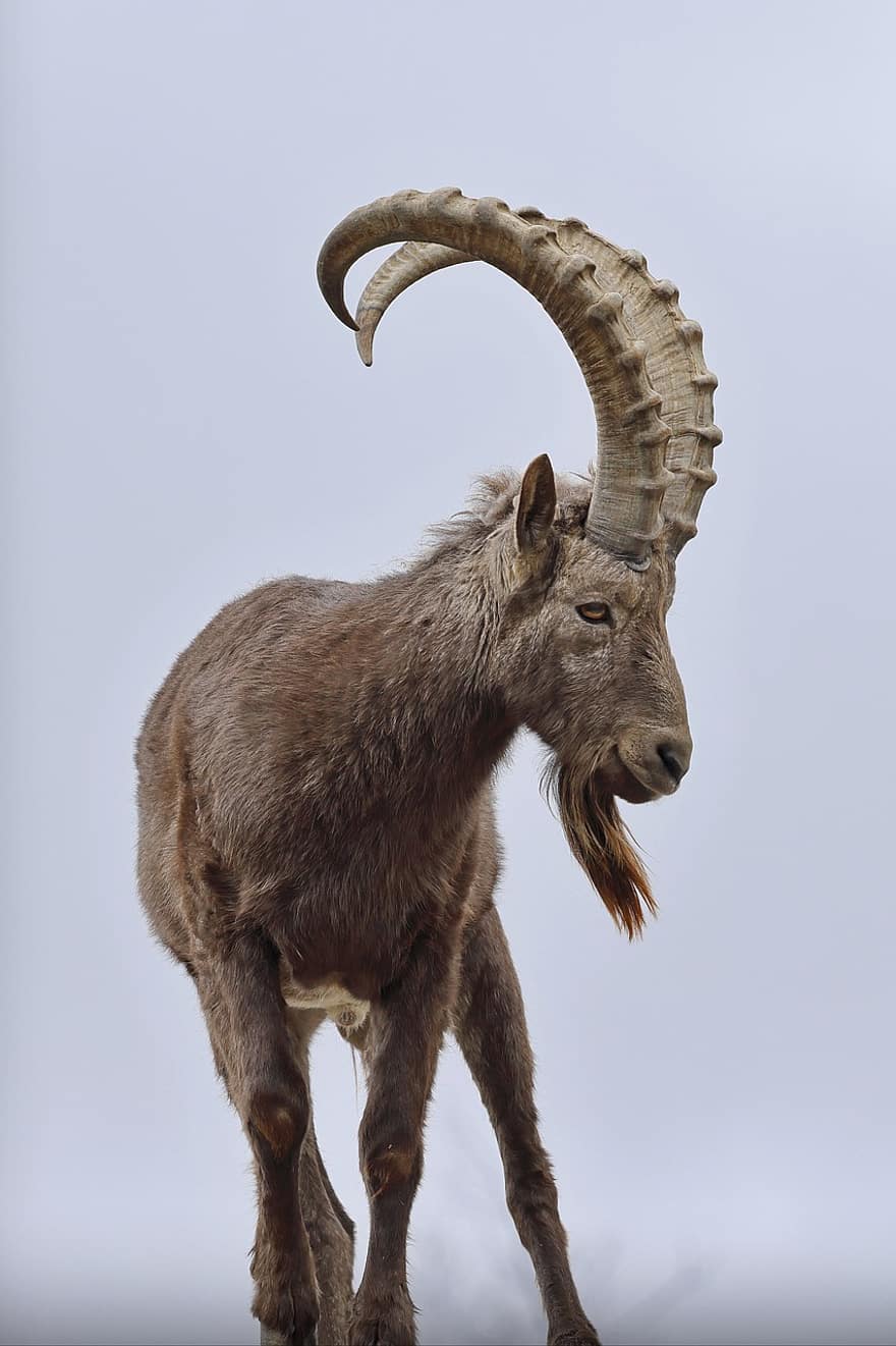 hewan, Siberian Ibex, ibex, jenis, fauna, mamalia, margasatwa, bertanduk, binatang di alam liar, kambing, merapatkan