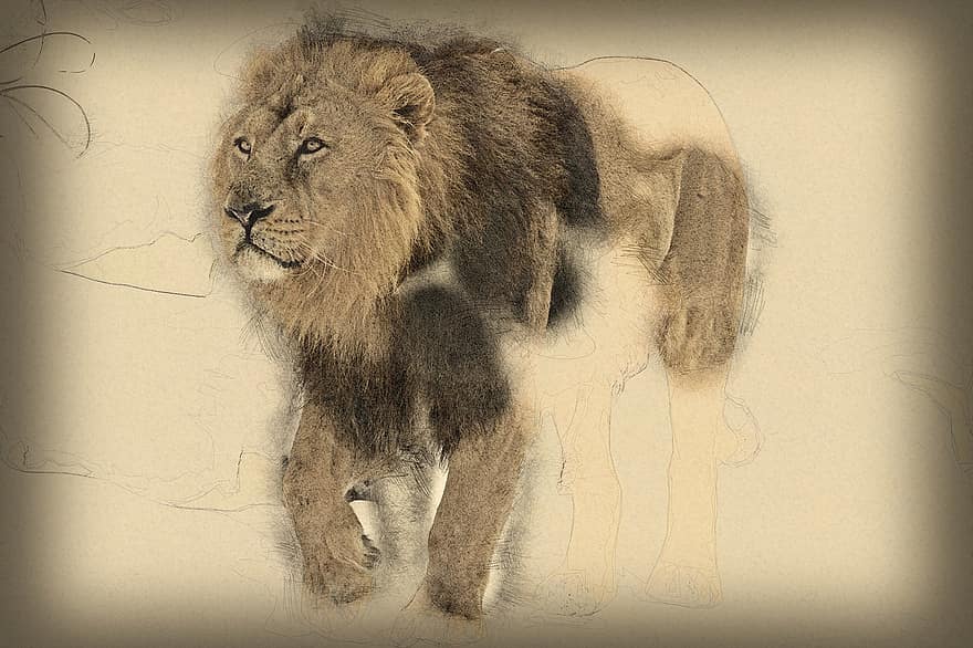 λιοντάρι, ζώο, αρσενικός, άγρια ​​ζώα, μεγάλη γάτα, χαίτη, γούνα, τέχνη, βασιλιά των θηρίων