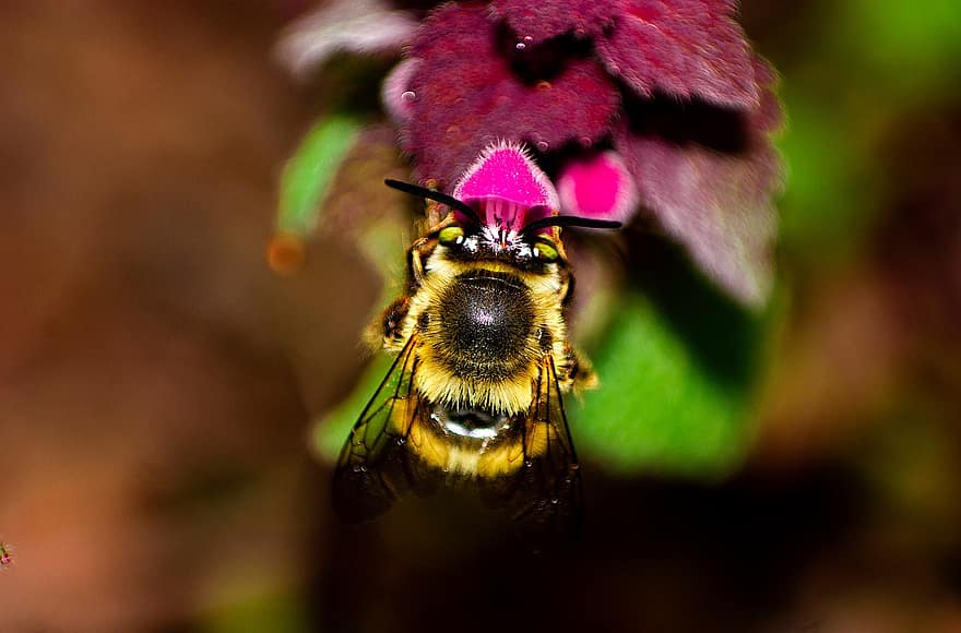 пчела, насекомо, цвете, медна пчела, нектар, растение, природа, едър план, макро, опрашване, зелен цвят