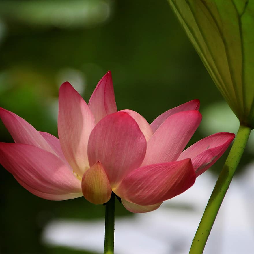 Lotus, Flower, Plant, Pink Flower, Pink Petals, Petals, Bloom, Blossom, Aquatic Plant, Flora, Nature