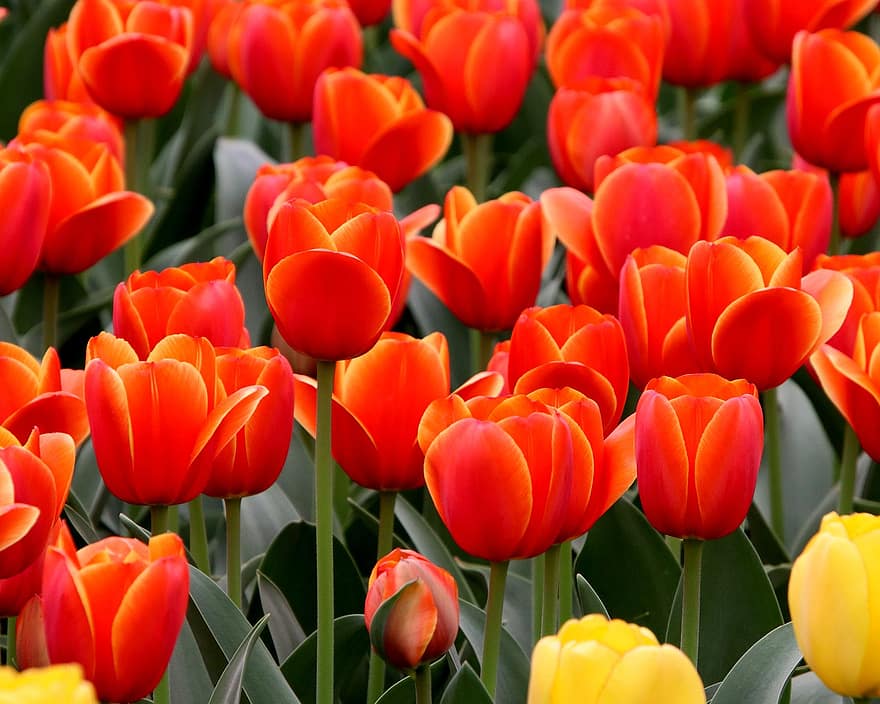 tulipany, kwiaty, ogród, pole tulipanów, ogród tulipanów, kwiat, kwitnąć, rozkwiecony, flora, botanika, tło
