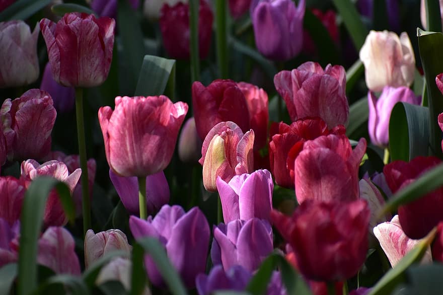 tulipaner, blomster, natur, hage, planter, blomst, amsterdam, Keukenhof, holland, nederland, felt av blomster