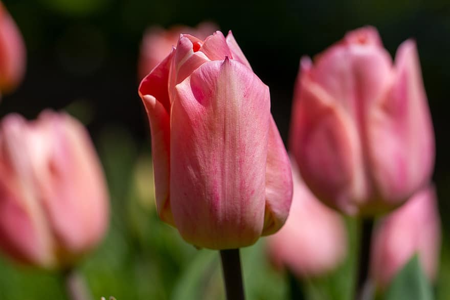 тюльпан, цветок, цвести, цветение, розовый, природа, Флора, завод, головка цветка, лепесток, крупный план