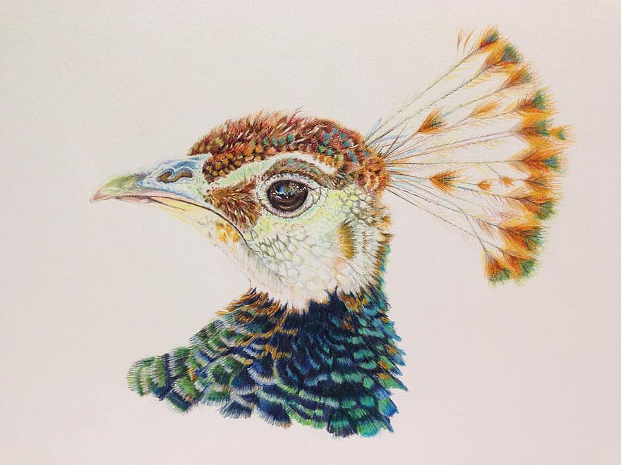паун, цветни моливи, птица, чертеж, природа