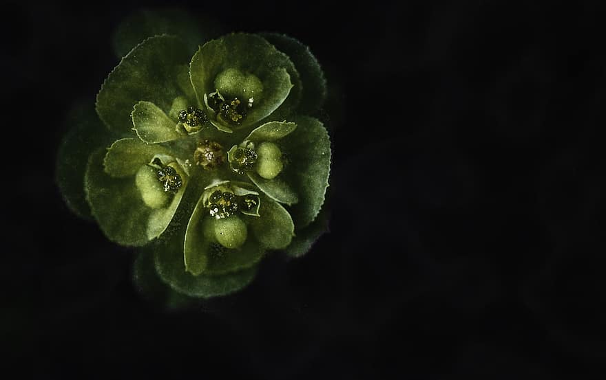 Espurga serrada, flor, planta, euphorbia serrata, flor verda, pètals, florir, naturalesa, primer pla, full, color verd