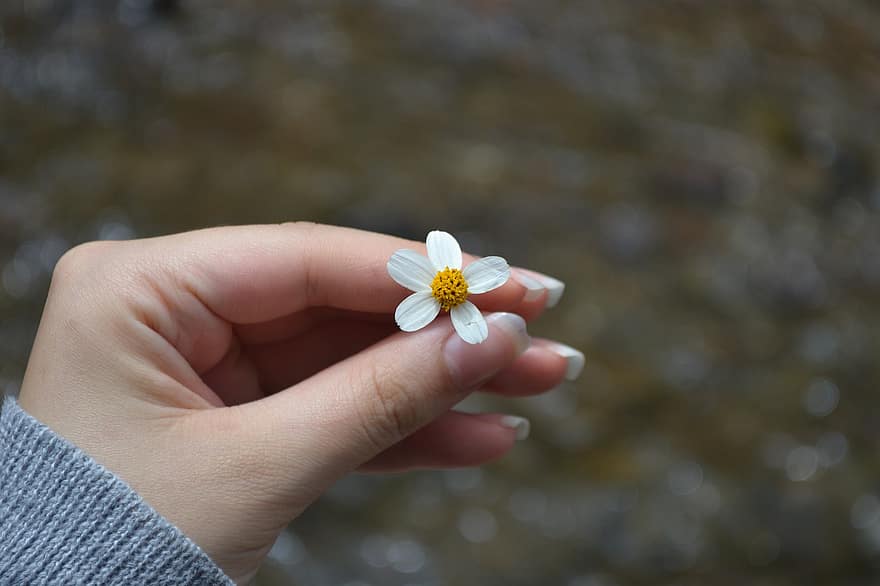 маленька квітка, Рослина, рука, квітка, біла квітка, пелюстки, цвітіння, весна, сад, природи, самка
