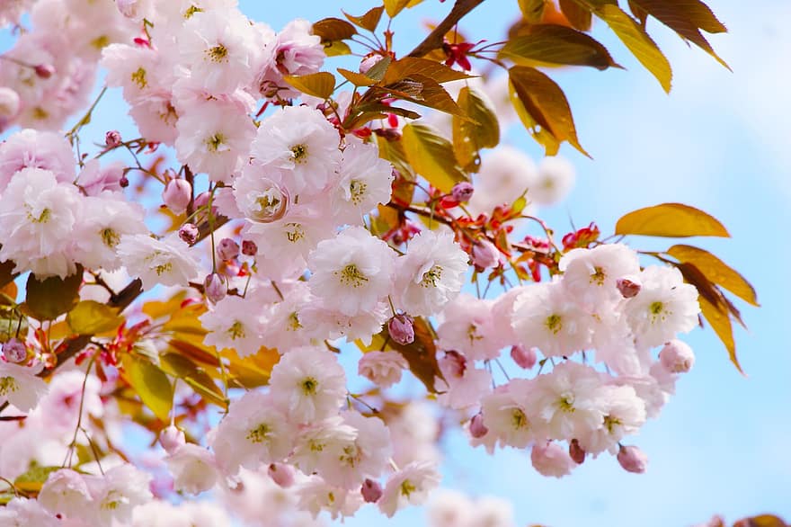 フラワーズ、春、桜の花、花、葉、工場、シーズン、閉じる、鮮度、ブランチ、花弁
