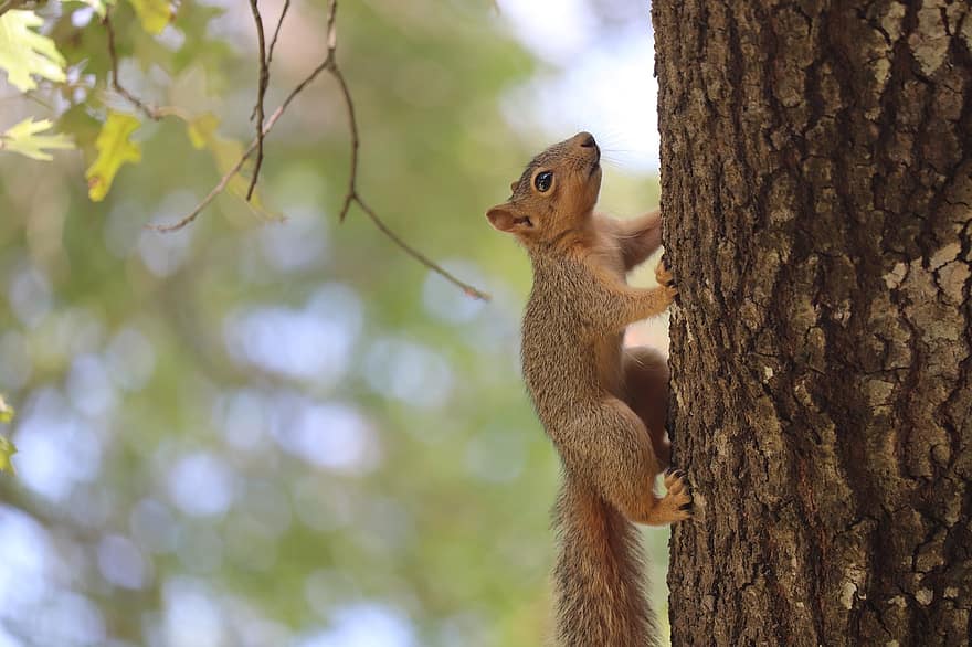 veverița tânără, veveriţă, rozător, trunchi de copac, scoarta de copac, animale sălbatice, pădure, pustie, natură, animal, lumea animalelor