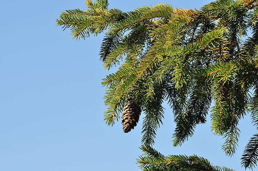 Tree, Spruce, Fir, Pine Cone, Pine, Forest, Wood, Plant, Branch, Park
