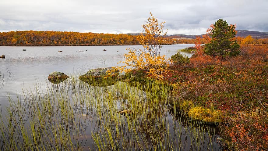 rudenī, ezers, kolas pussala, apmācies, raksturs, ūdens, mežs, dzeltens, ainavu, koks, lapas