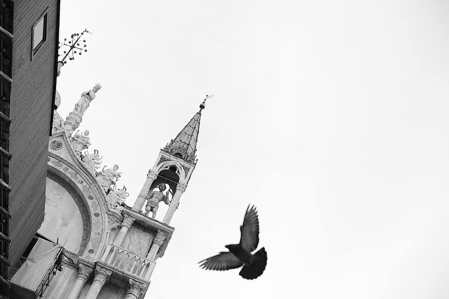 Benátky, venedig, holuby, holub, markusplatz, benátský, dovolená