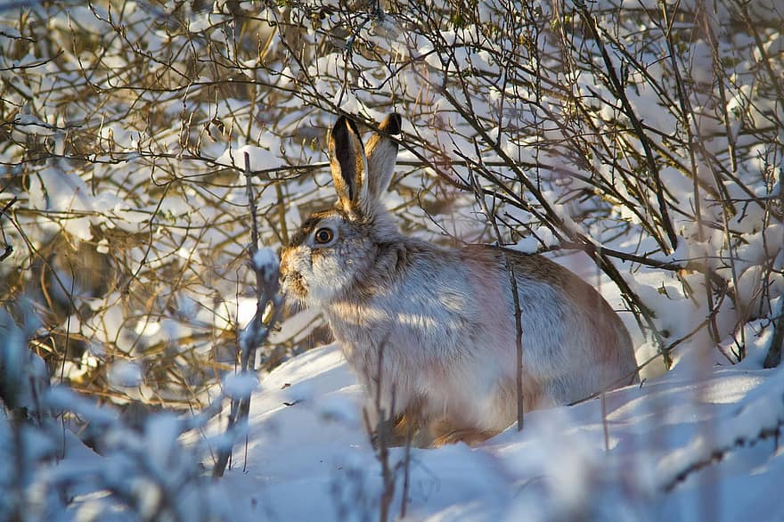 Rabbit, Long Eared, Rabbit Ears, Snow, Wild Rabbit, Meadow, Wild, Easter Bunny, Fur, Wild Animal, Mammal