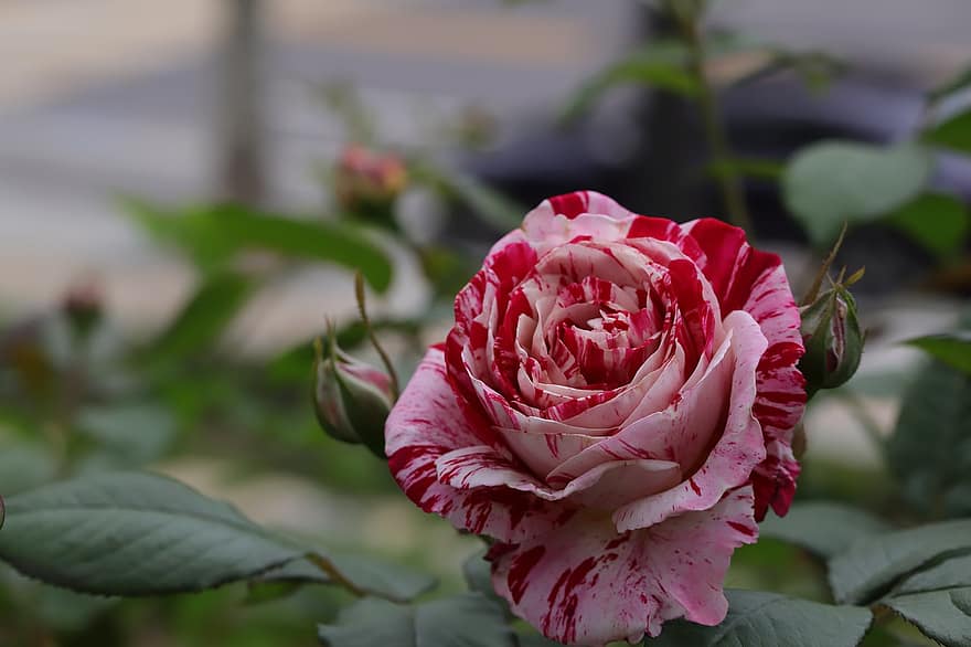 Rose, Variegated Rose, Flower, Spring, Garden, Blossom, Close Up, Macro, plant, close-up, leaf