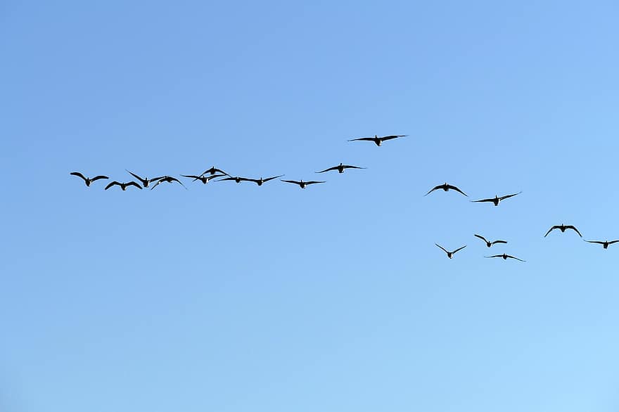 Geese, Birds, Flying Birds, Nature, Fauna, Animals, Sky, flying, blue, animals in the wild, feather