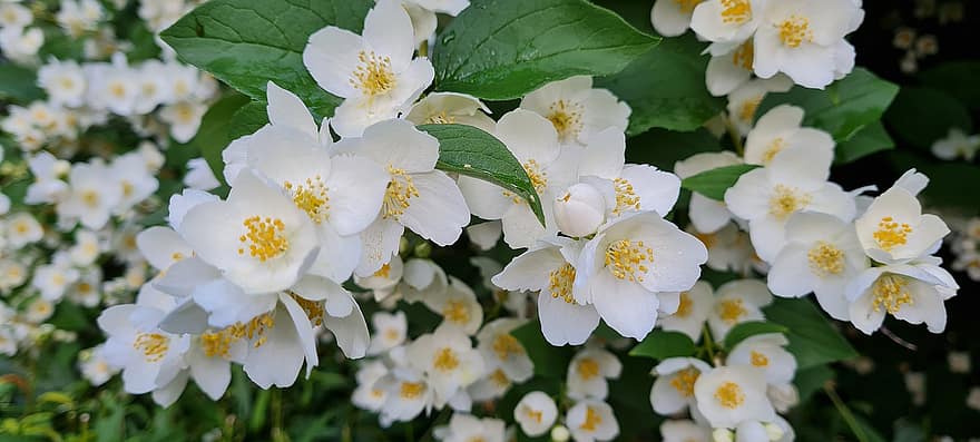 цветя, бели цветя, листенца, бели венчелистчета, разцвет, цвят, флора, цветарски, градинарство, ботаника, природа